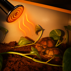 Tortoise in a terrarium with a heat lamp and plants