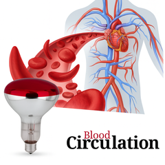 Blood circulation system illustration with a red light bulb on a white background